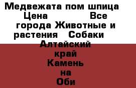 Медвежата пом шпица › Цена ­ 40 000 - Все города Животные и растения » Собаки   . Алтайский край,Камень-на-Оби г.